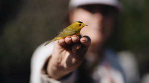 On this unassuming trail near LA, bird watchers see something spectacular