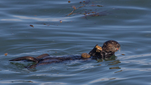 A sea otter in Monterey Bay with a rock anvil on its belly and a scallop in its forepaws.