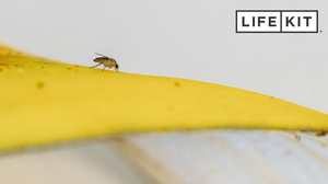 LISTEN: Fruit flies don't appear out of nowhere. Here's how to get rid of them