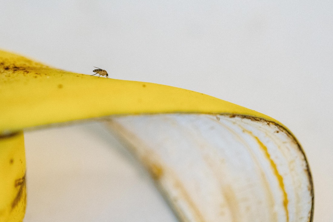 An up-close photograph of a fruit fly in side view resting on a banana peel in front of a white background.