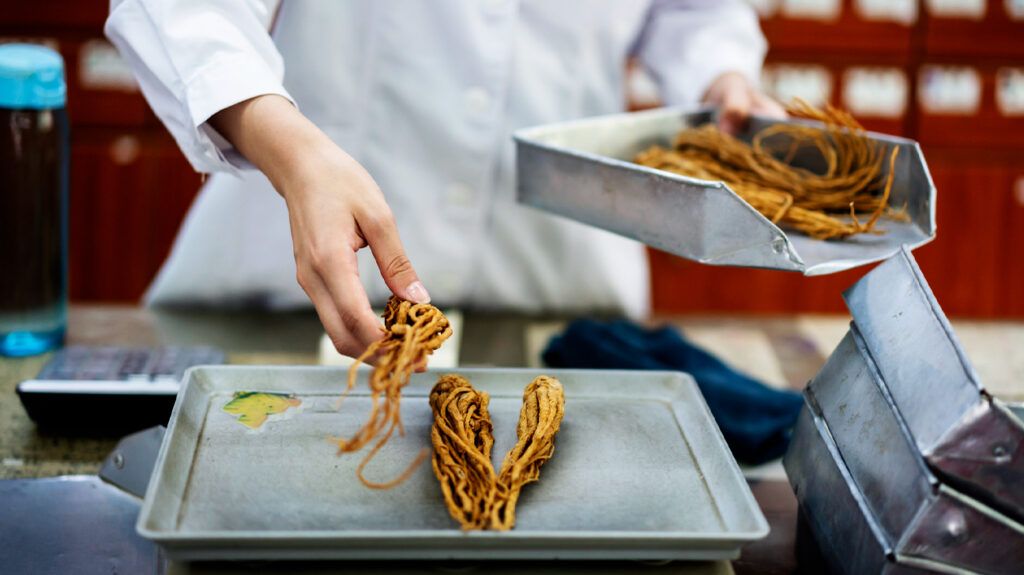 Close up of hands handling dong quai root-1