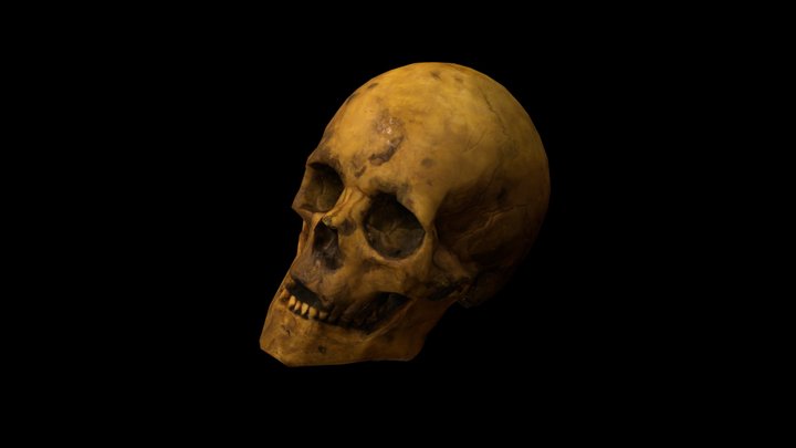 Skull 3D Model