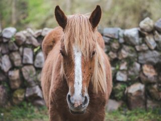 獣姦事件が激増、タブーに踏み込んだ獣医師たち！ 尻尾がおかしいペットは…＝亜留間次郎