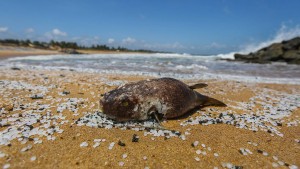 „Die schlimmste Strandverschmutzung unserer Geschichte“