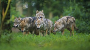 Bayern will Abschuss von Wölfen erleichtern