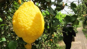 Ein Leben für Limonen