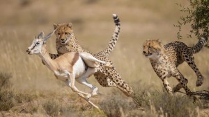 So lernen Schüler, wie die Evolution funktioniert