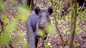 Bald keine Wildschweine in Südhessen mehr