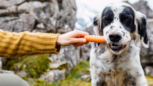 Kann mein Hund vegetarisch leben?