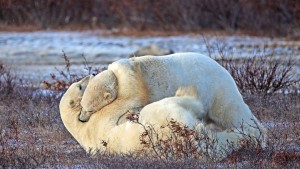 Können Eisbären den Klimawandel überstehen?