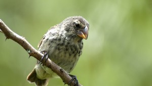 Wenn verirrte Zugvögel sesshaft werden