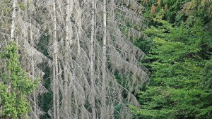 Wie Wälder wegen Trockenheit umgestaltet werden