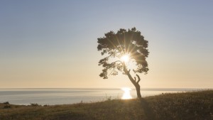 Ein Baum steht einsam