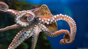 Portugals Oktopus-Fischer streiten um Fangmethode