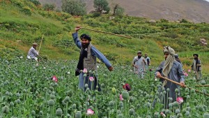 Wie lange halten die Taliban ihre Anti-Opium-Politik durch?