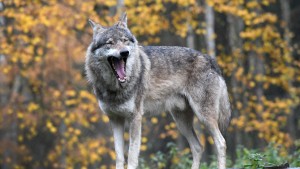 EU will Schutz des Wolfs senken