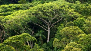 Vogelsterben im Amazonas-Regenwald