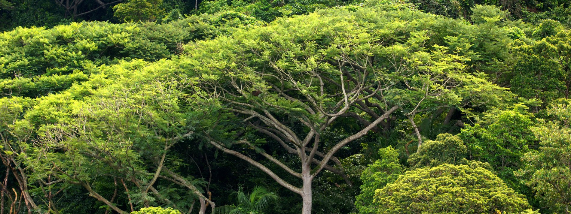 Vogelsterben im Amazonas-Regenwald