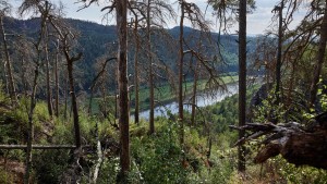 Abschied vom deutschen Wald