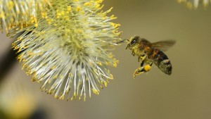 Das Bienensterben