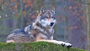 Abschied von einem Wolf, der gerne einsam war