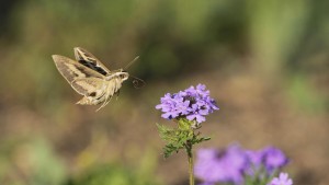 Luftschadstoffe vernichten Blumenduft