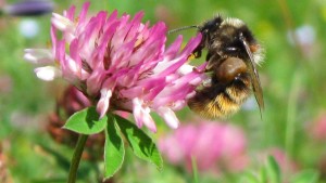 Smart Farming mit Wildbiene