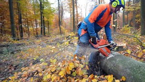 Kein Holz mehr für die Industrie