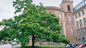 Ein hochpolitischer Baum