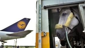 Ausgebüxtes Pferd zwingt Flugzeug nach Start zur Umkehr