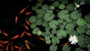 Wasserballett in Orange und Weiß