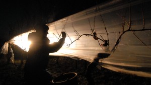 In manchen Lagen kalt genug für die Eisweinlese