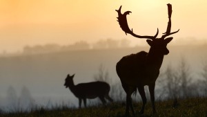 Wer die Jagd liebt, liebt den Herbst