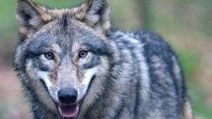 Kein zweiter sesshafter Wolf in Hessen