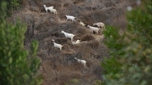 Ziegen im Kampf gegen Waldbrände