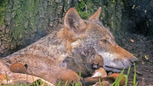 Unverhoffter Kindersegen bei den Wölfen