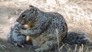 Was Überbevölkerung im Tierreich auslöst