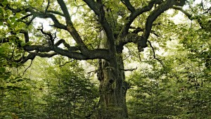 Warum der Wald in Gefahr ist