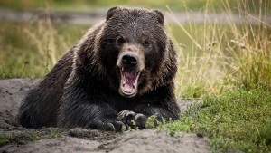 Der Bär liebt keine Überraschungen