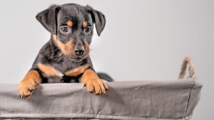 „Tiere sind kein spontanes Geschenk“