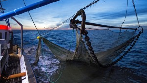 Nordseefischer dürfen mehr Kabeljau fangen