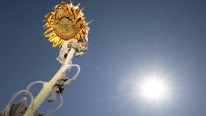 Juli 2019 war weltweit heißester Monat seit Messbeginn