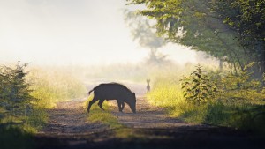 Schweinepest breitet sich in Südhessen immer weiter aus