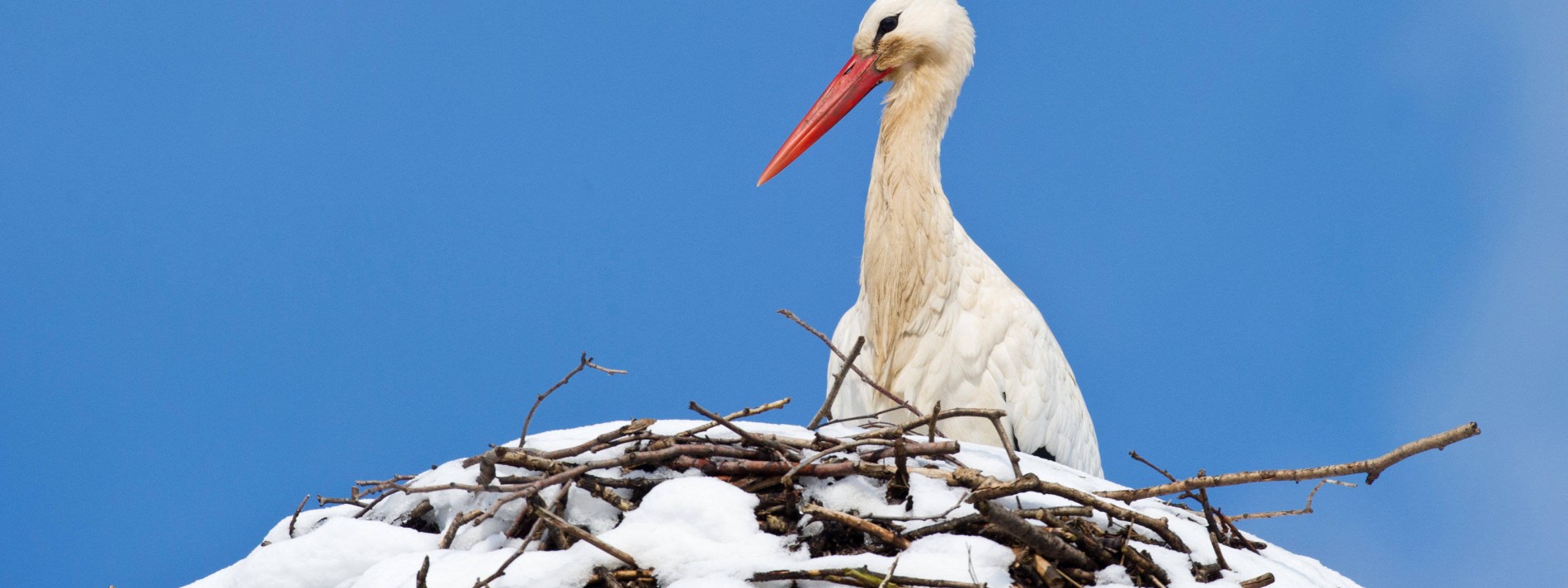 Immer mehr Störche fliegen nicht mehr in den Süden