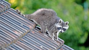 Der Problembär ist da