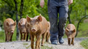 Spitzenschweine aus dem Schwarzwald