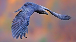 Diese Vögel sind hintersinnige Trickser