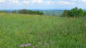 Blumen und Basalt