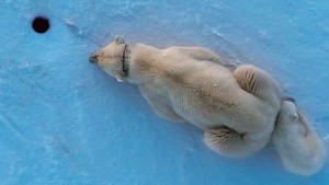 Bevor das Eis der Arktis ganz weggeschmolzen ist