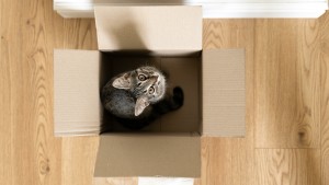 Katze klettert in Paket – und wird versehentlich mitversendet